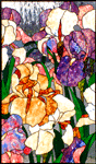 Bearded Irises