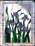 Beautiful Irises