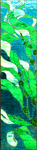 Monterey Bay Kelp