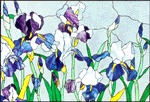 Pam's Irises